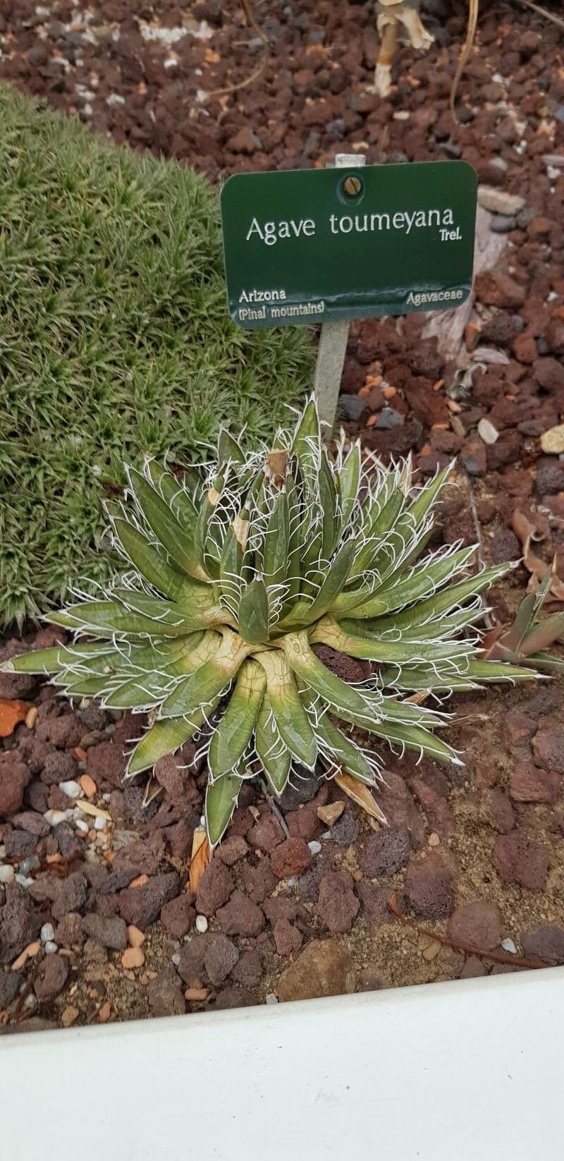 Agave toumeyana century plant