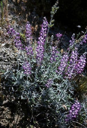 Lupinus ludovicianus (San Luis lupine) met diepe blauwe bloemtuilen