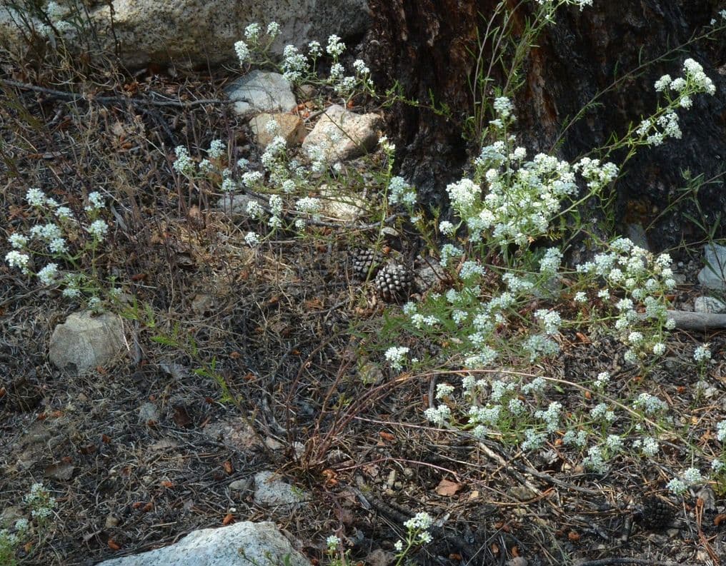 Lepidium montanum - Berg-Kresse in Blute auf einer trockenen Berghalde