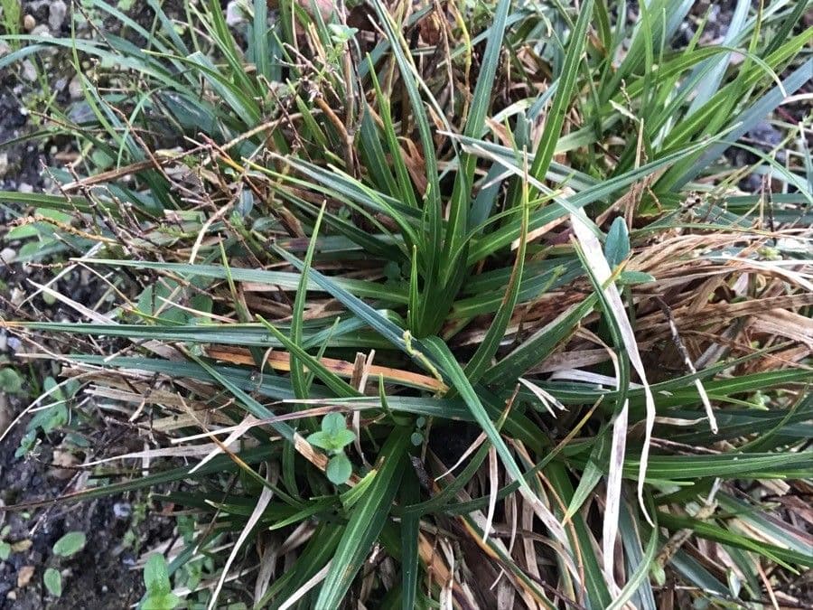 Festuca glacialis avec épis bleus en milieu alpin
