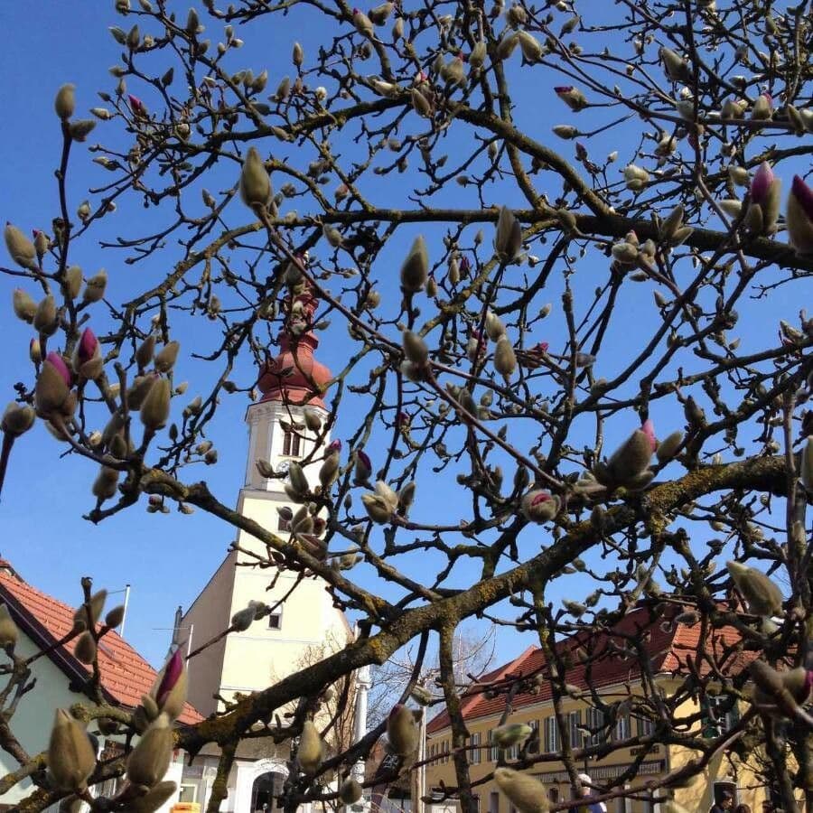 Fleurs pourpres de Magnolia liliiflora