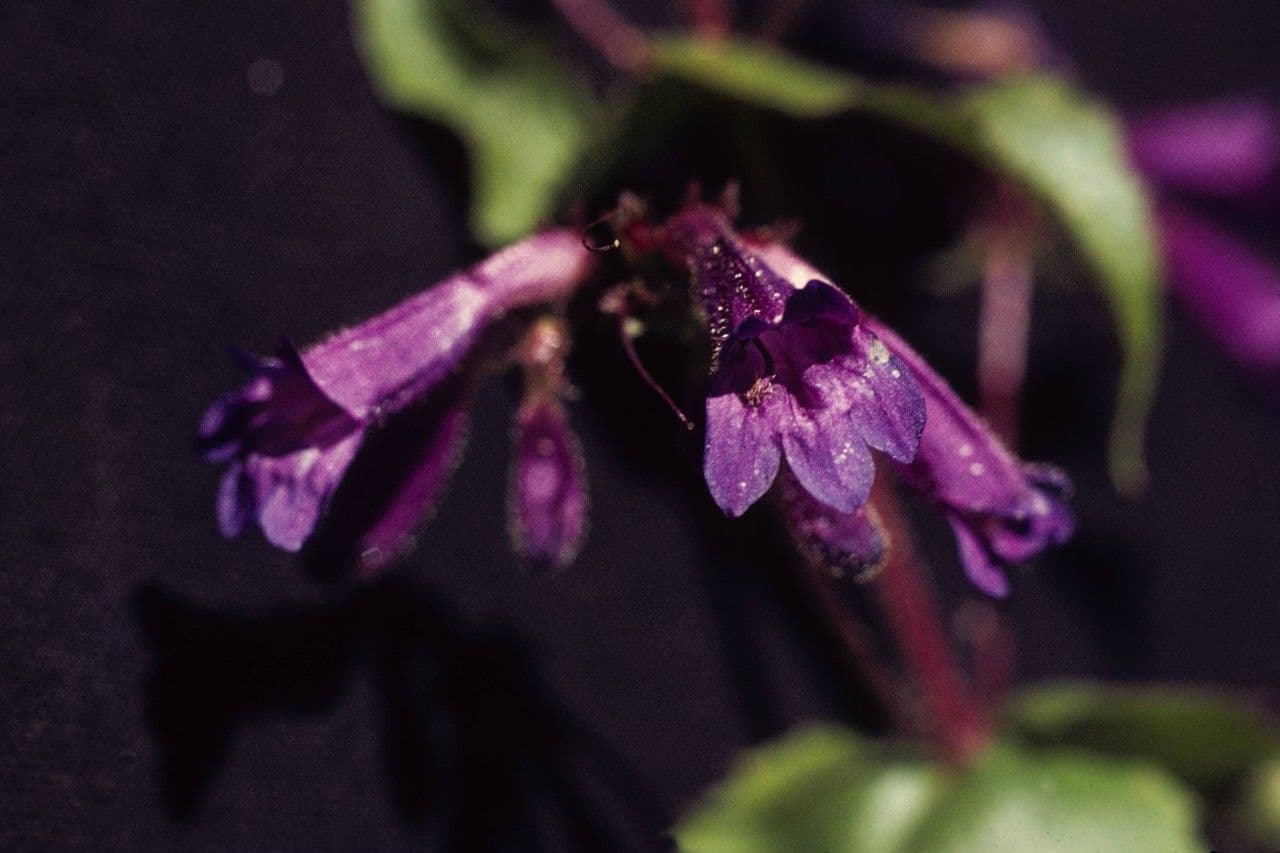 Penstemon wilcoxii in Blute in seiner naturlichen Umgebung im Pazifischen Nordwesten