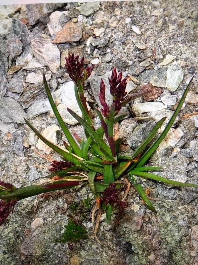 Zartes Alpenmuttergras mit fedrigen Ährchen und kompakte Horst-Form