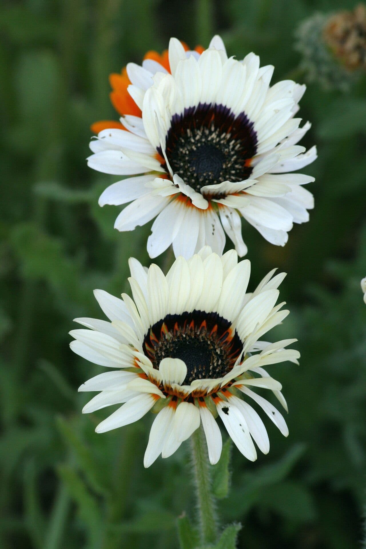 Orange and yellow flowers of Arctotis fastuosa