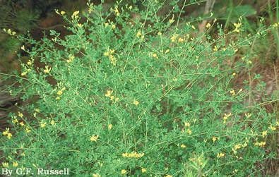 Leuchtend gelbe Schmetterlingsblüten von Baptisia tinctoria in aufrechten Trauben