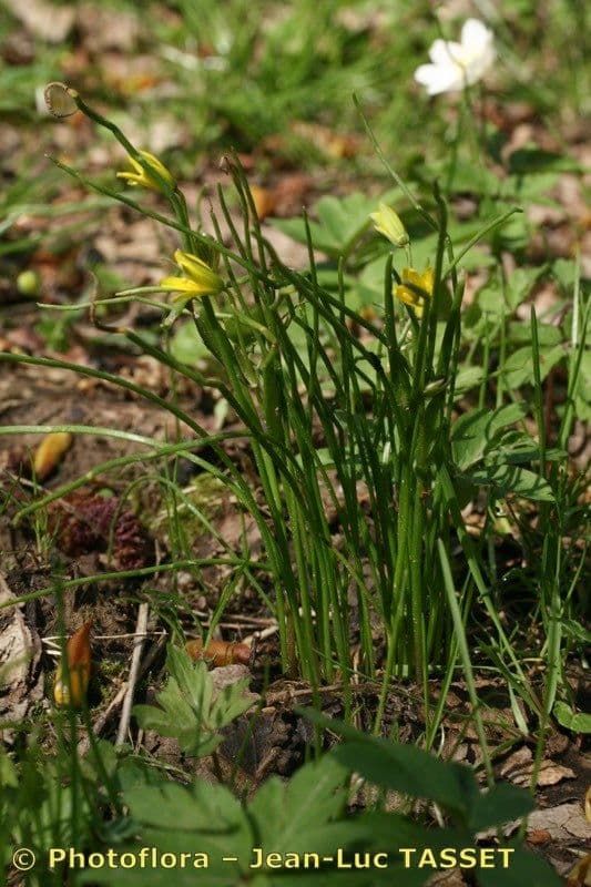 Gele bloemen van gagea spathacea in voorjaar