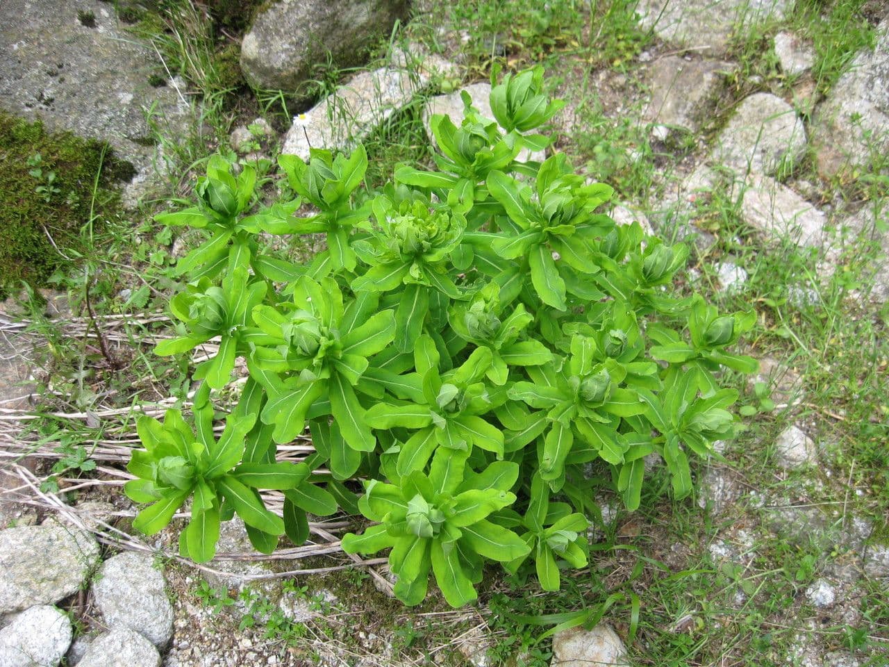Euphorbia insularis in gelber Blute
