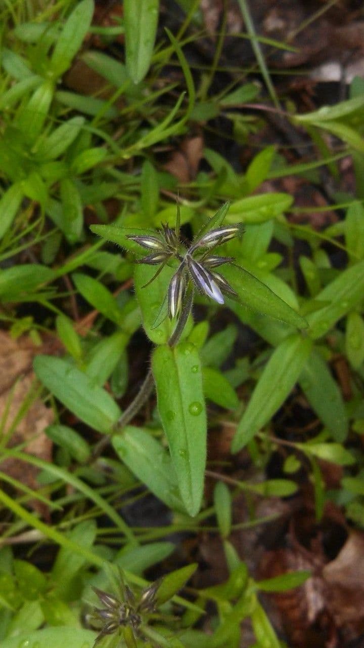 Bosflox (Phlox divaricata) met zachtblauwe bloemen