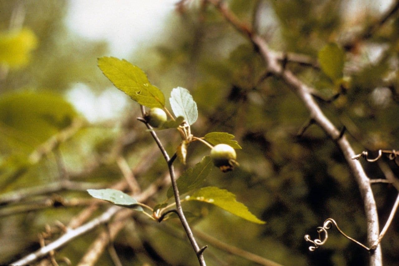 Arbre pommier ecarlate du sud avec fleurs et fruits