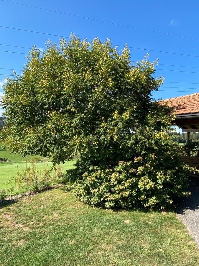 Koelreuteria paniculata en été avec feuillage vert et panicules jaunes