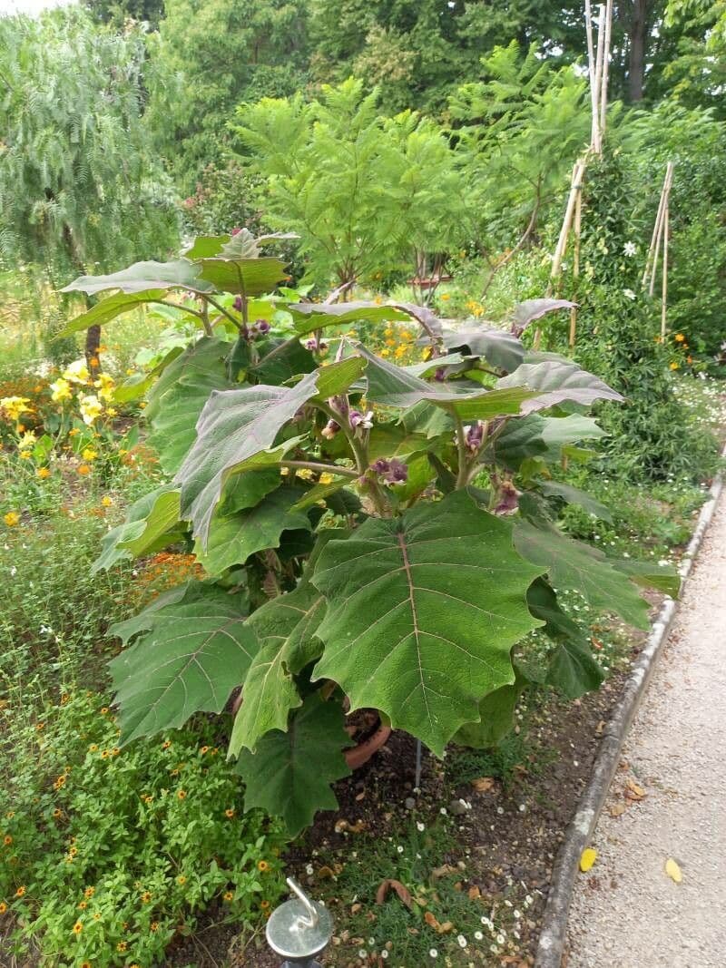 Naranjilla-Strauch mit orange-roten samtigen Früchten