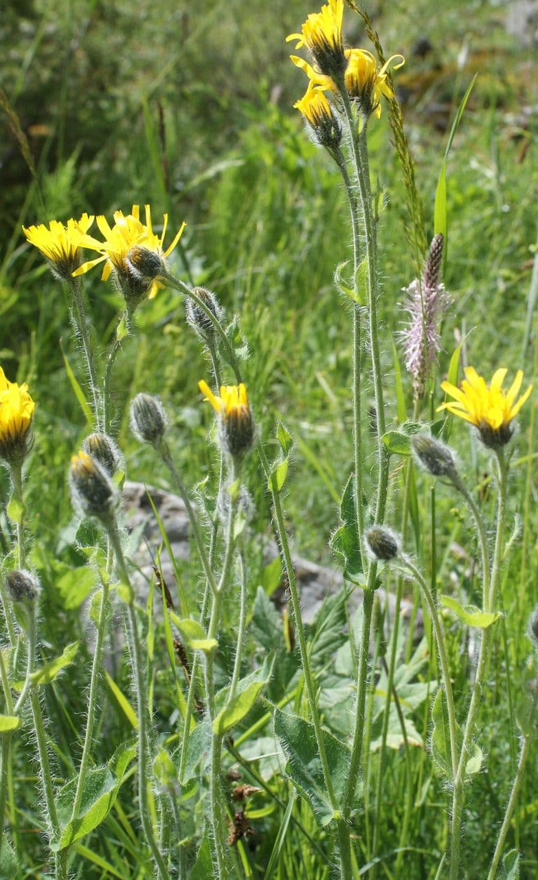 Stengel-havikskruid met gele bloemen en stengelomvattende bladeren in rotsige berghabitat