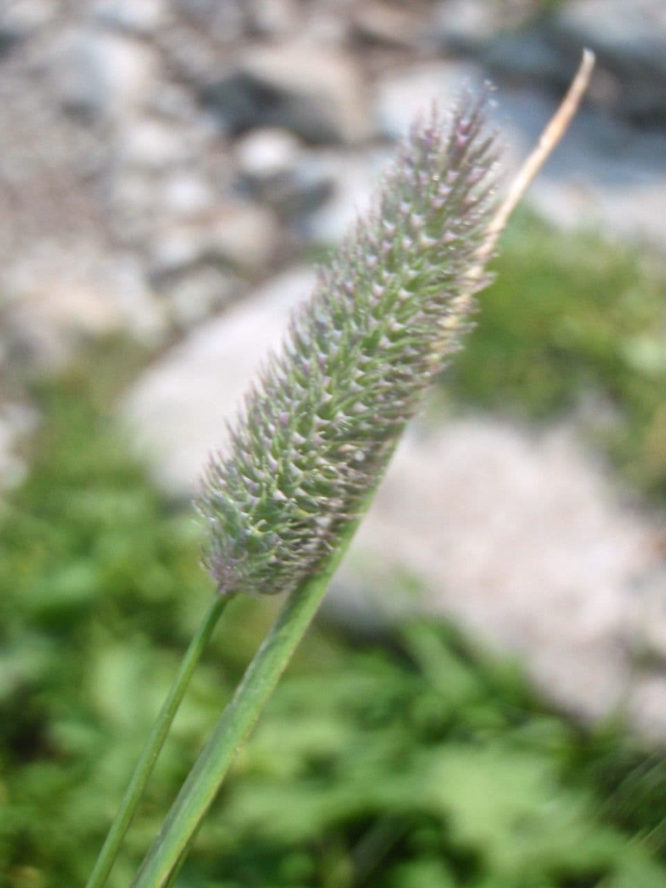 Alpine timothy in bloom