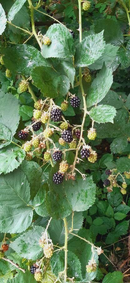 Ulmenblättrige Brombeere mit weißen Blüten und dornigen Trieben am Gartensaum