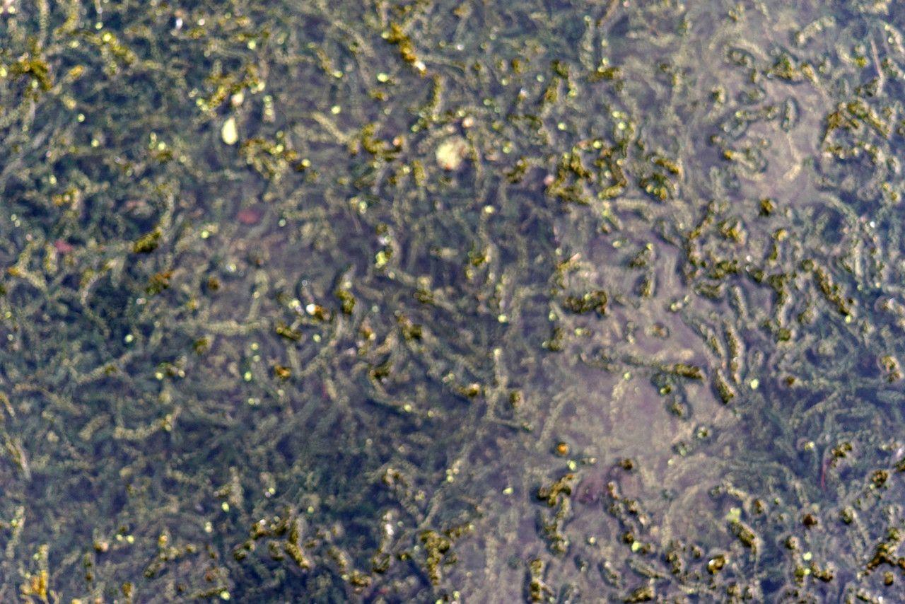 Kanadische Wasserpest in klarem Wasser mit langen Stängeln und feinen Wurzeln