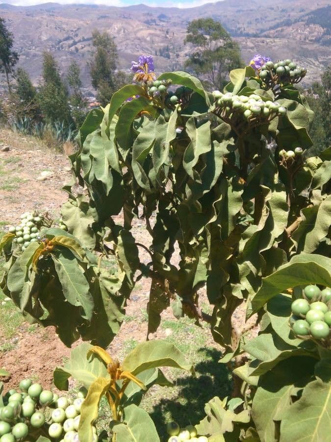 Solanum asperolanatum met rauwe stengels en kleine bloemen uit Zuid-Amerika