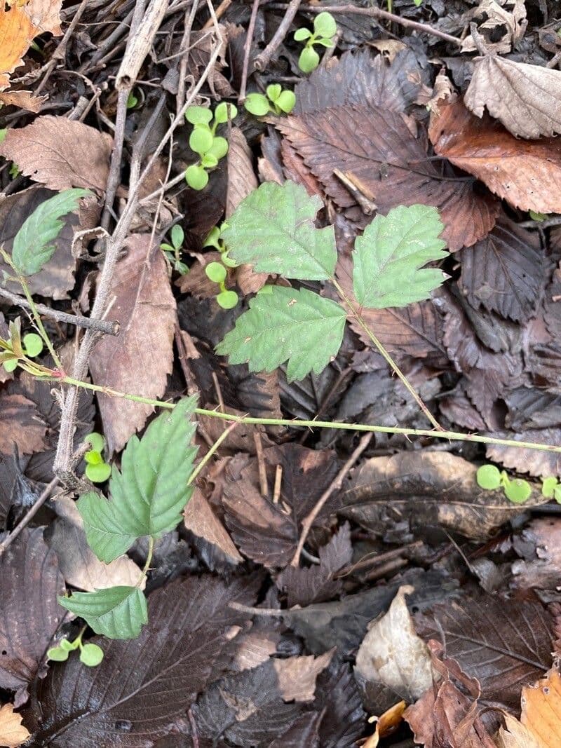 Sudliche Taubbeere in Blute