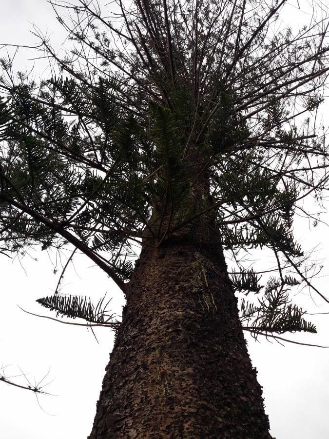 Norfolk Island Pine avec feuillage vert frais et symetrique
