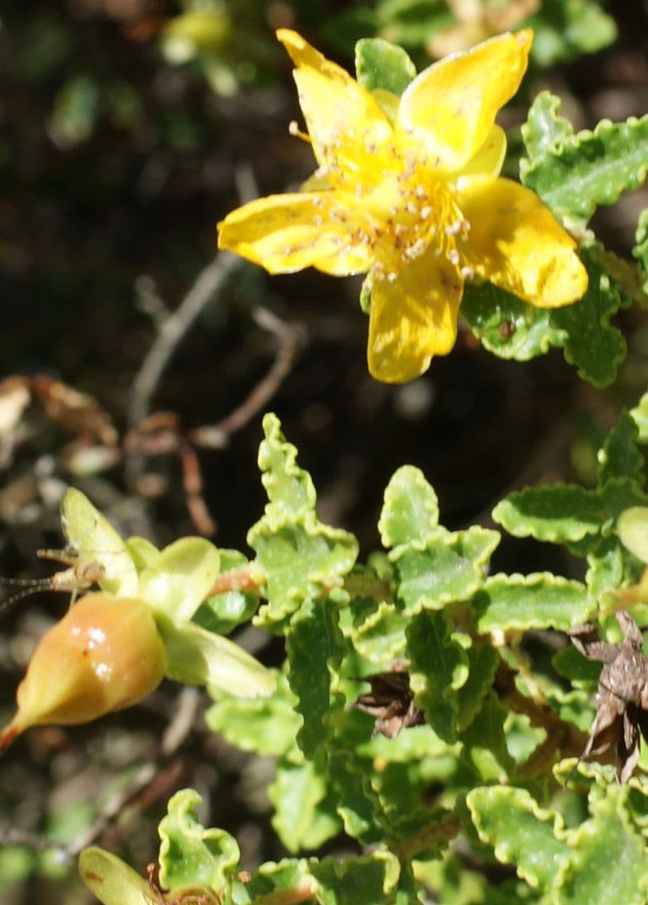 Fleurs jaunes du millepertuis des Baléares