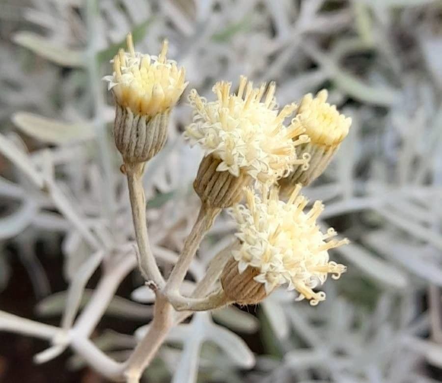 Centaurea cineraria mit silberngrauem Laub und gelben Bluten