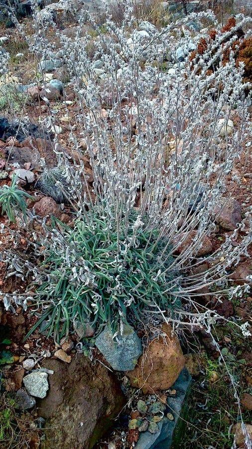 Lavande aspic en pleine floraison sur un sol sec et bien drainé, en plein soleil