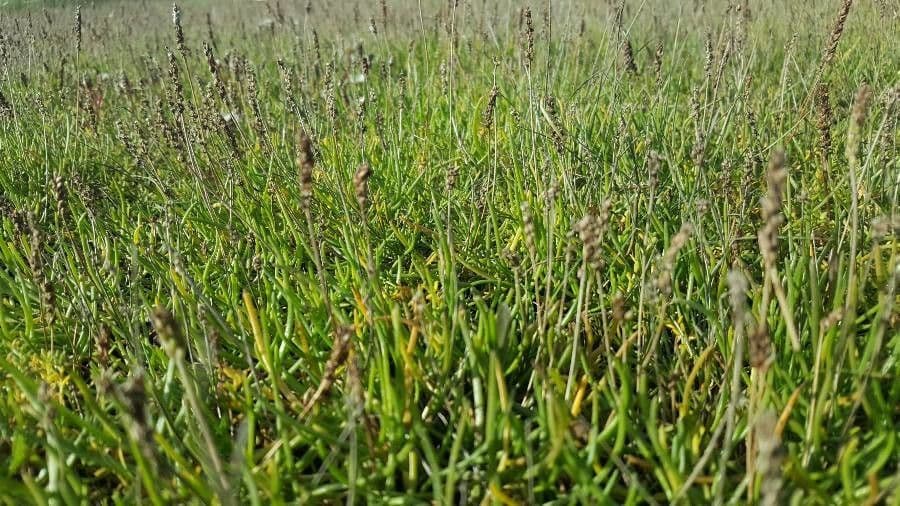 Strand-Wegerich mit feinen linearen Blättern und diskreten Blüten