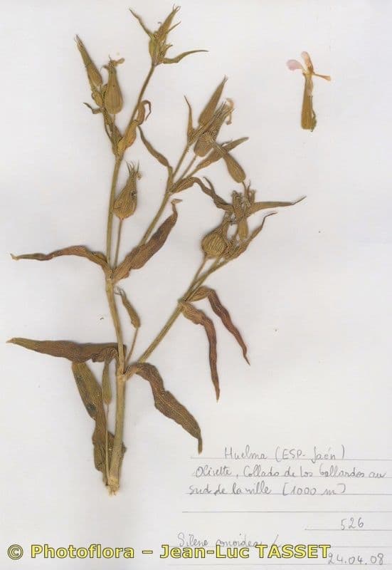 Silene conoidea mit violetten Blüten und feiner Blattstruktur