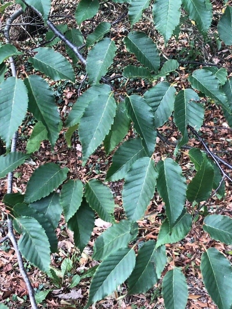 Carpinus tschonoskii Asiatische Hopfenbuche Baum
