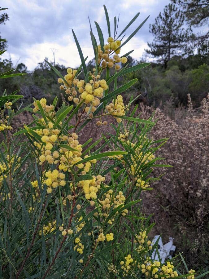 Acacia retinodes in voller Blüte mit gelben Blütenkugeln in einem sonnigen Gartensetting