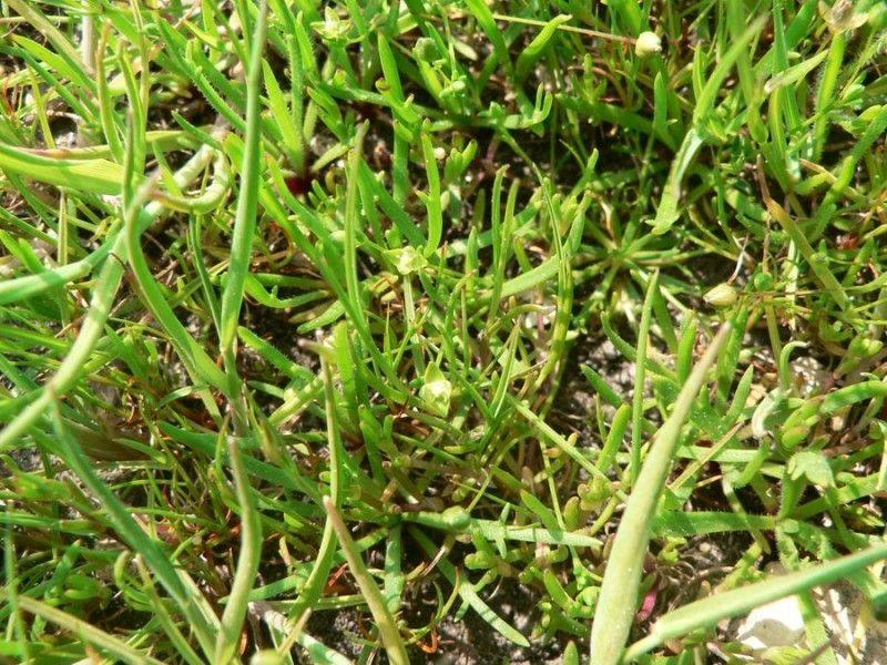 Sagine maritime en milieu côtier naturel, fleurissant de petites fleurs blanches parmi les graviers
