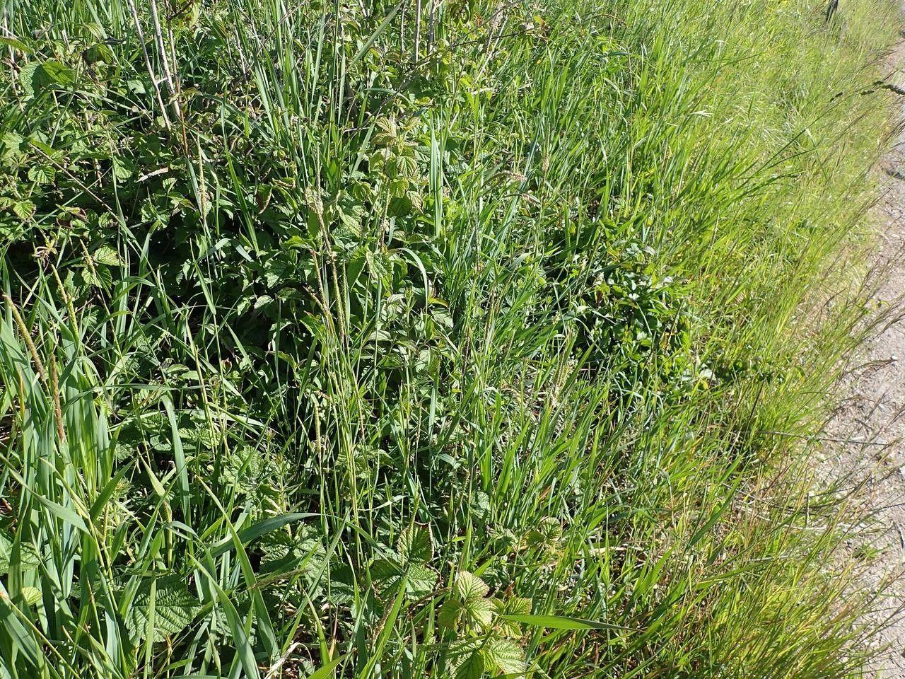 Vulpin des champs (Alopecurus myosuroides) en pleine floraison sur un talus ensoleillé