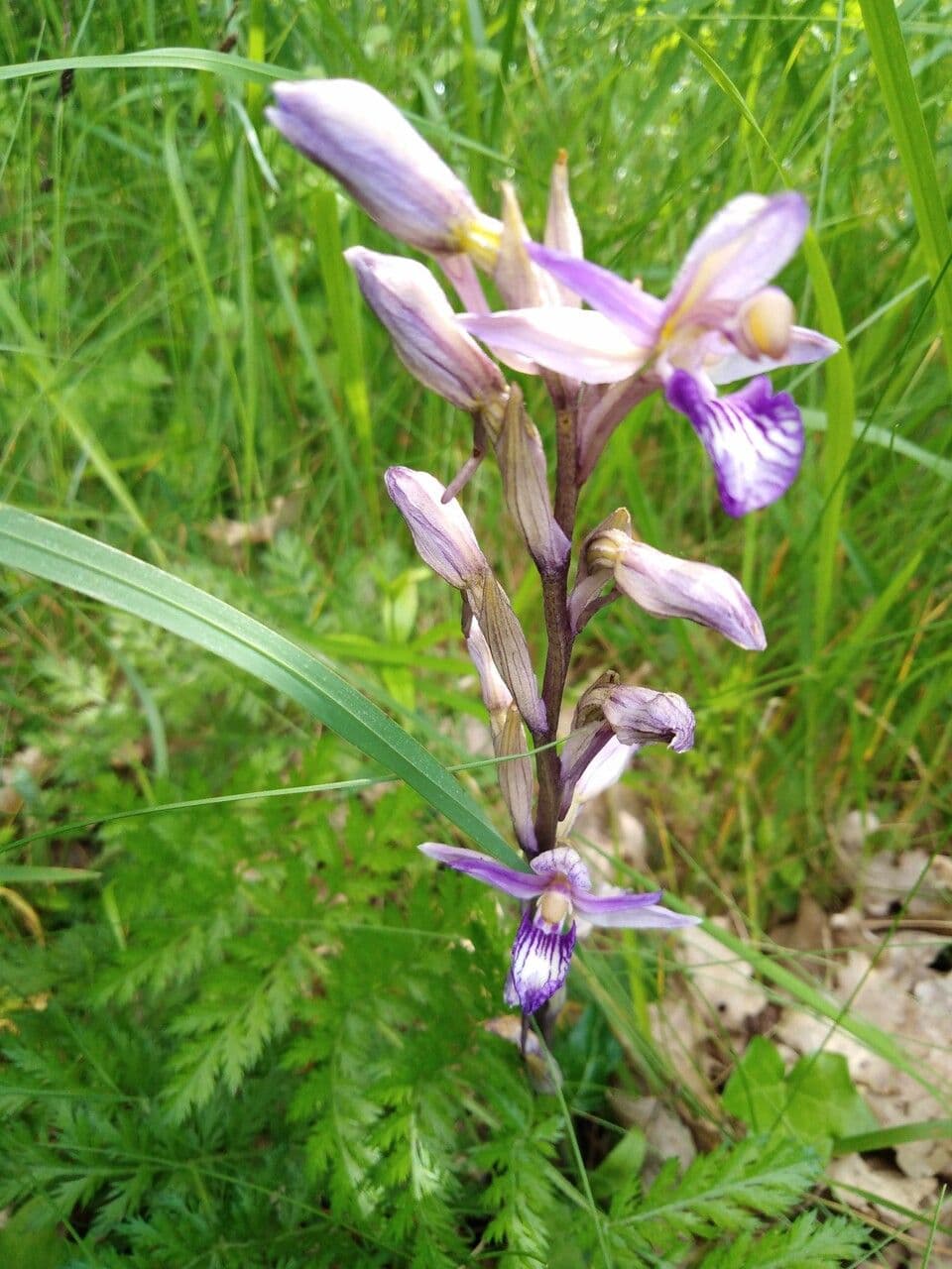 Limodorum trabutianum met violetblauwe bloemen in mediterrane omgeving