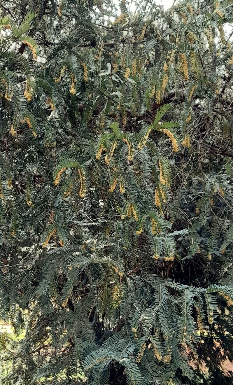 Harrington's plum yew (Cephalotaxus harringtonii) - fine-textured evergreen conifer with glossy needles