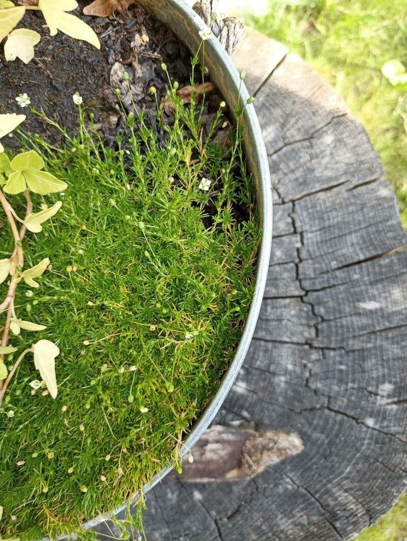 Dense green carpet of Awl-leaf pearlwort growing between garden path stones, dotted with tiny white flowers