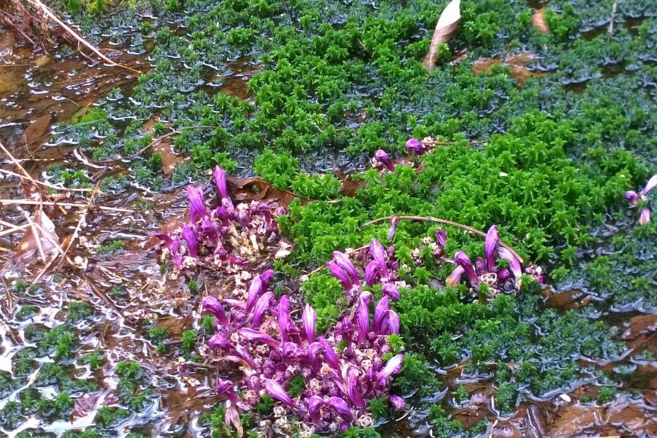 Lathraea clandestina met paarse bloemen in het voorjaar
