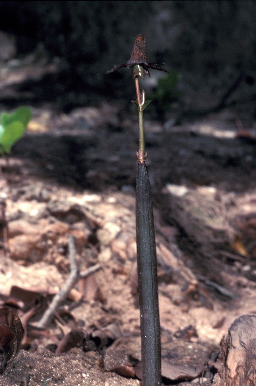 Bruguiera gymnorhiza Mangrove mit charakteristischen Stelzenwurzeln