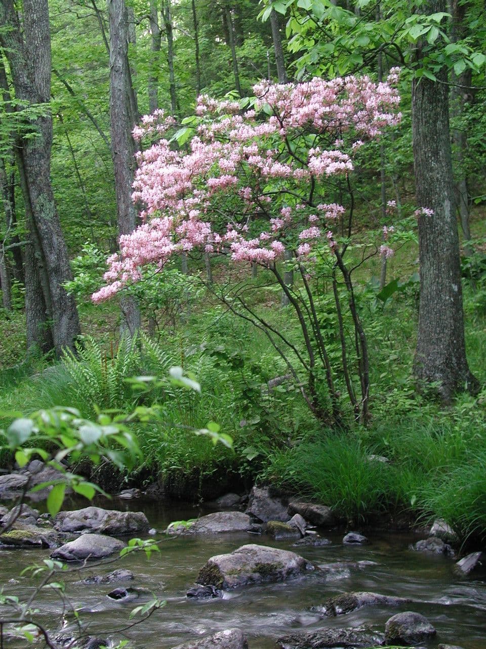Rose-red flowers of Rhododendron periclymenoides