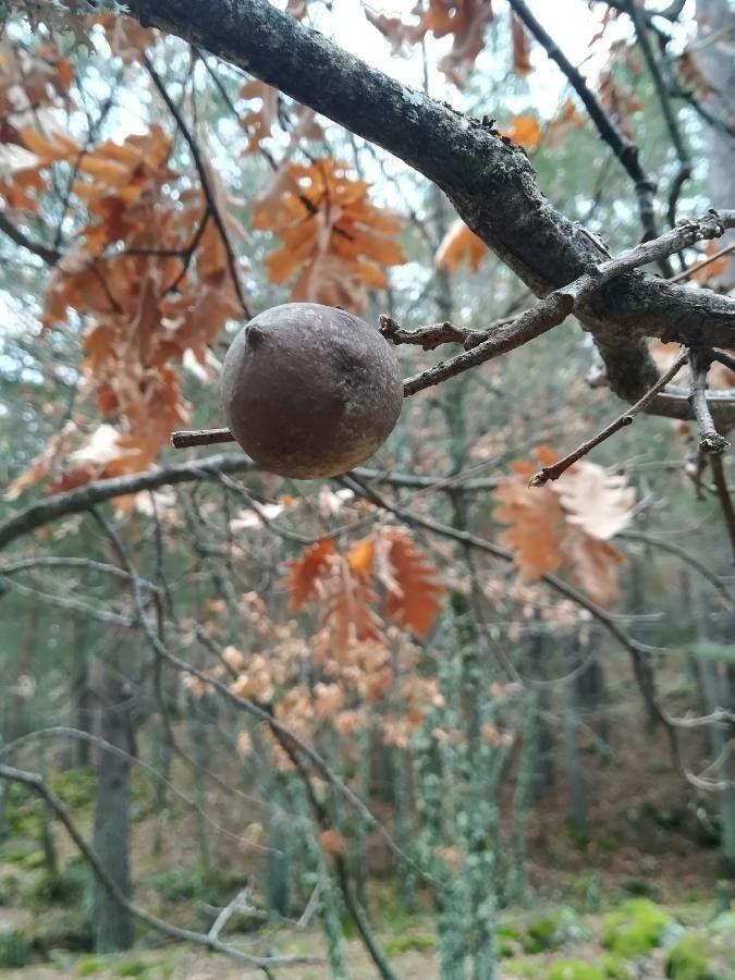 Mature Pyrenean oak standing in a sunny, open garden landscape