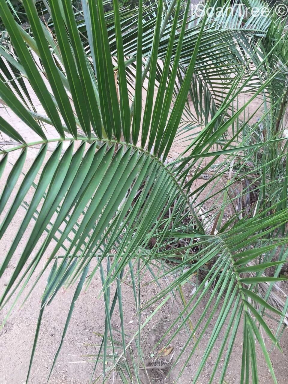 Senegal Date Palm with graceful drooping fronds and golden-brown trunks