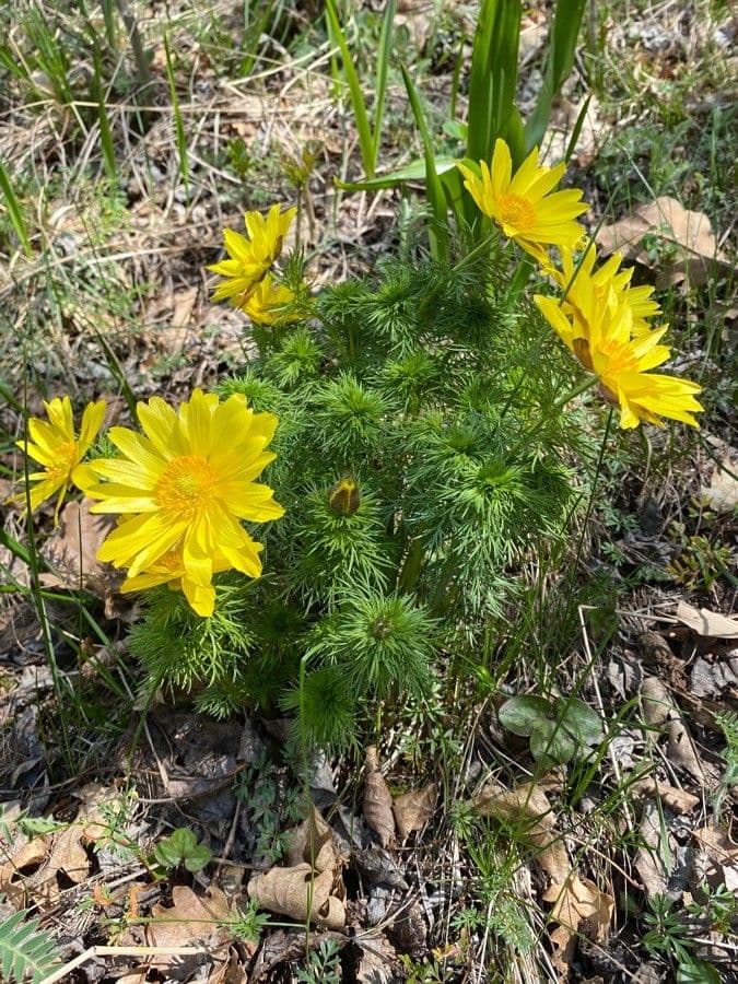 Golden-yellow flowers of Adonis vernalis on an early spring day