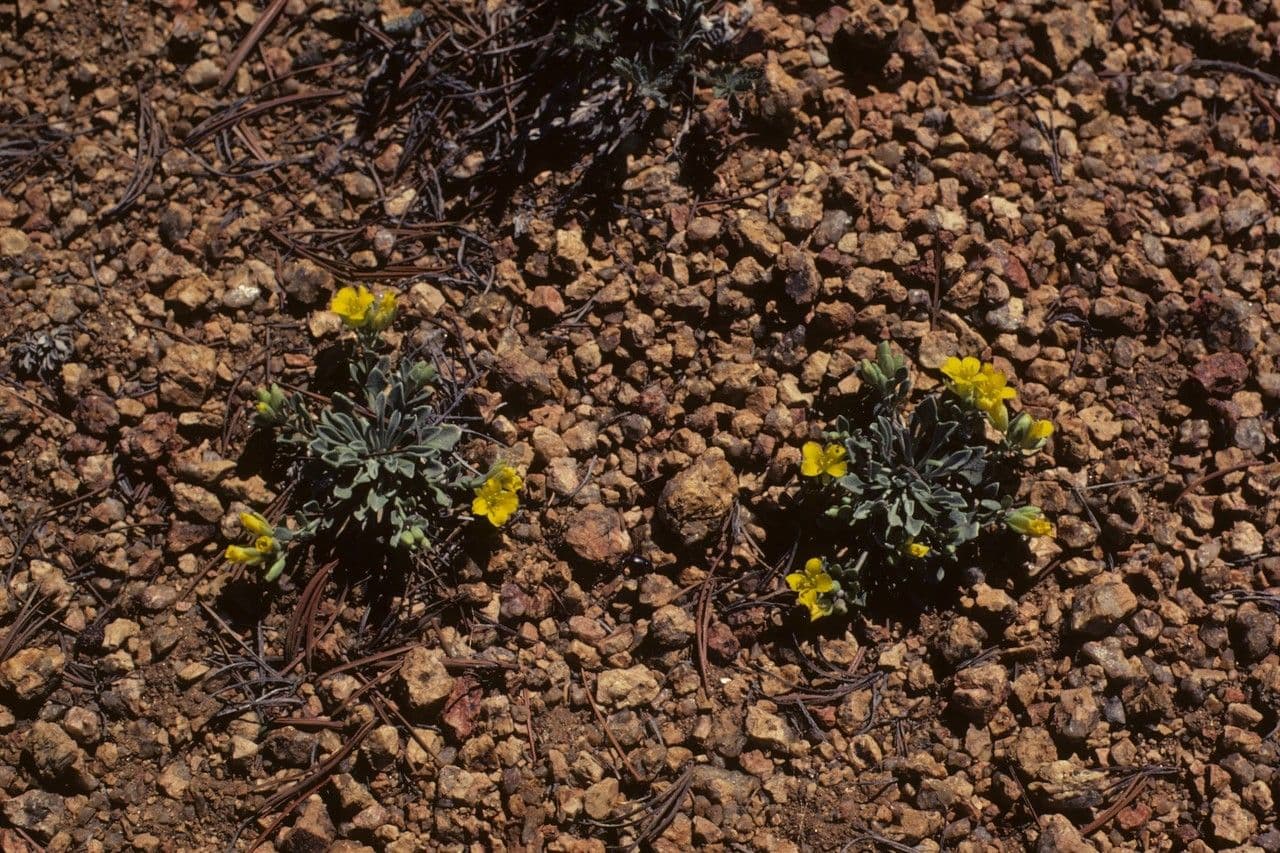 Oenothera villosa onagre velue fleurs jaunes