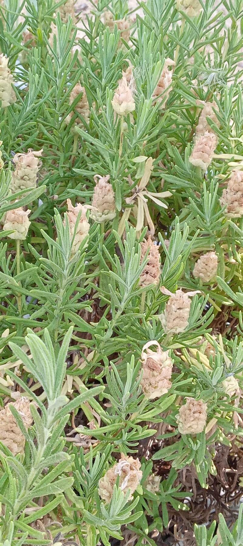Groene lavendel in volle bloei op een zonnig terras, omgeven door keien en steentjes