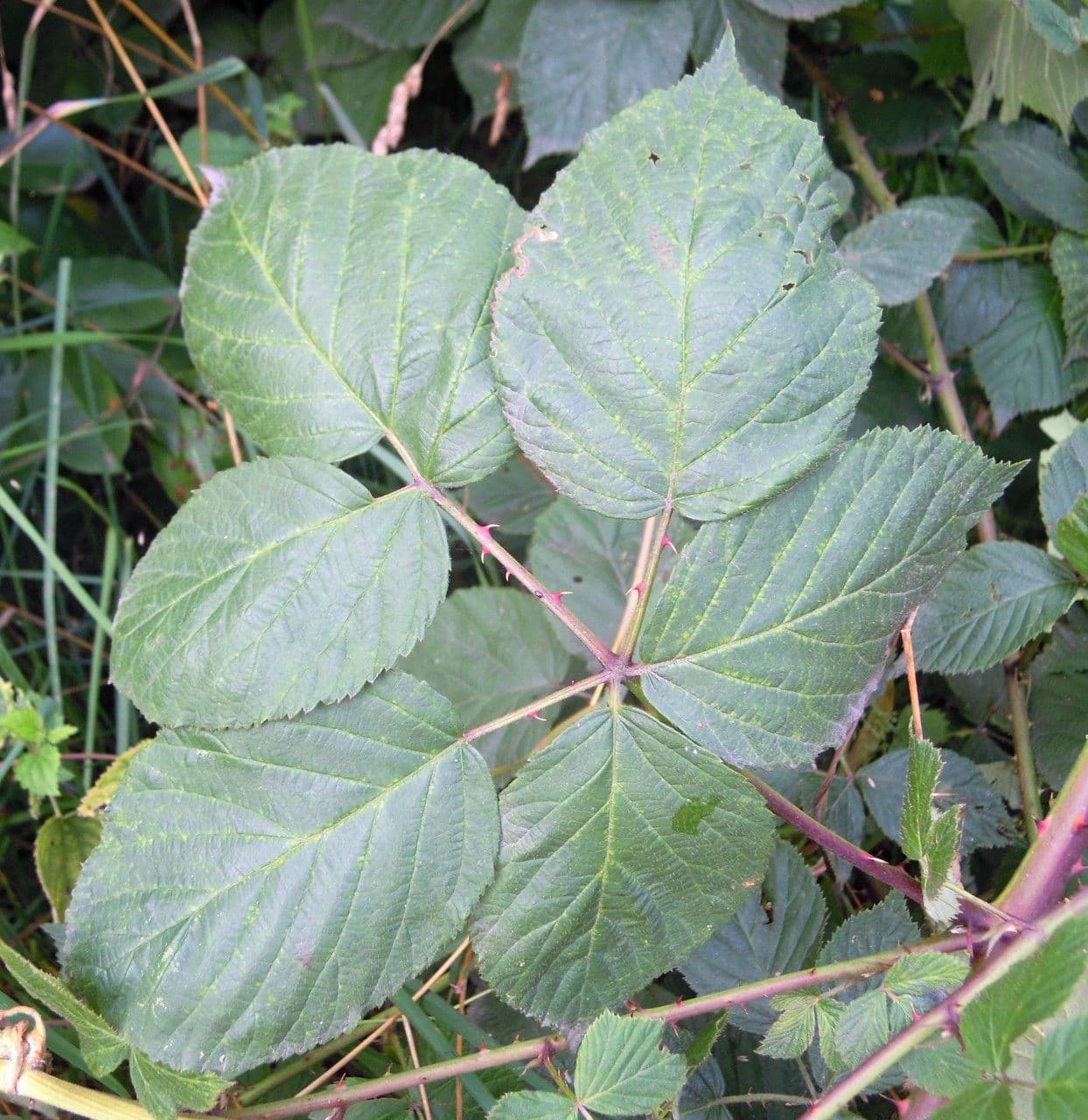 Rubus ammobius (sand bramble) stems and berries
