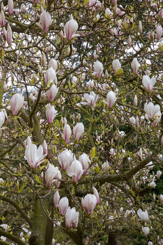 Pink-white flowers of saucer magnolia