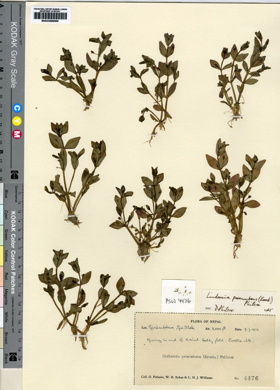Lindernie couchée affichant de petites fleurs violettes sur des tiges poilues