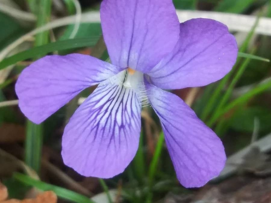 Blauwpaarse bloemen en fijn ingesneden bladeren van het prairieviooltje Viola pedatifida