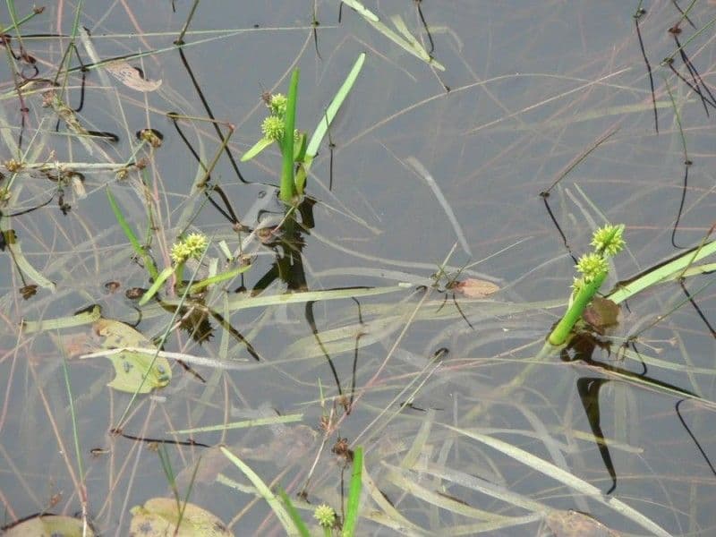 Rubanier nain (Sparganium natans) avec de minuscules tetes de fleurs vertes dans les eaux peu profondes