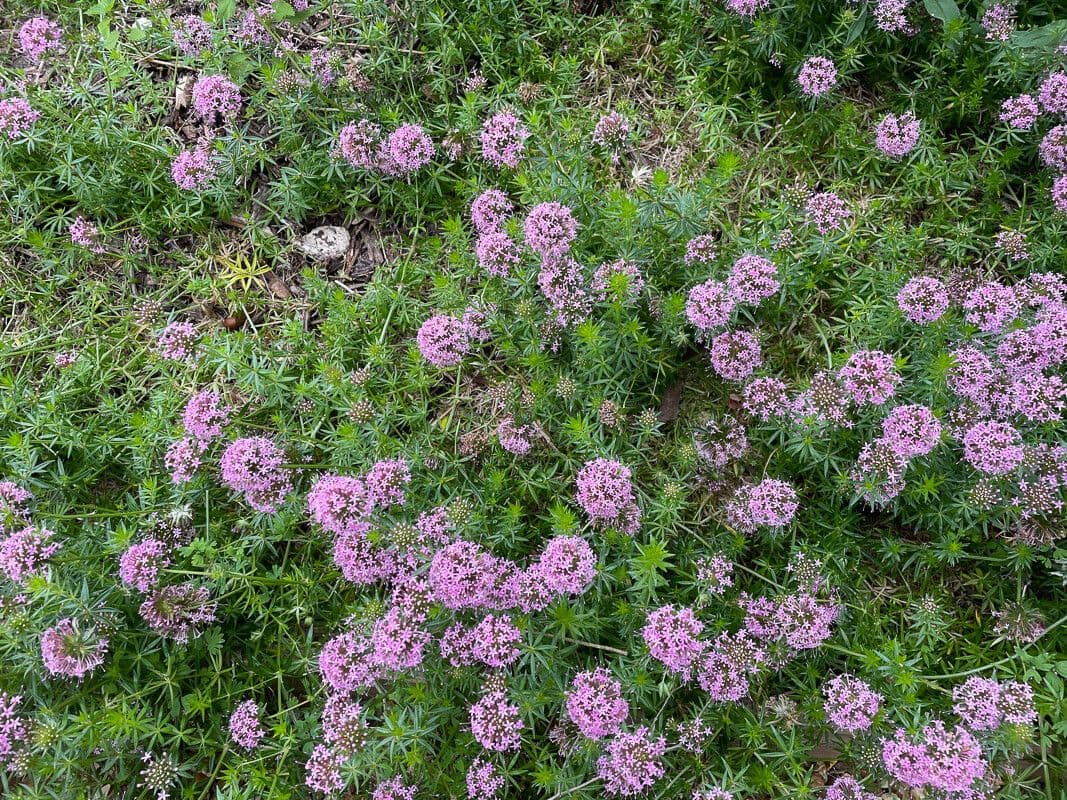 Fleurs bleues de la Raiponce de Scheuchzer (Phyteuma scheuchzeri)