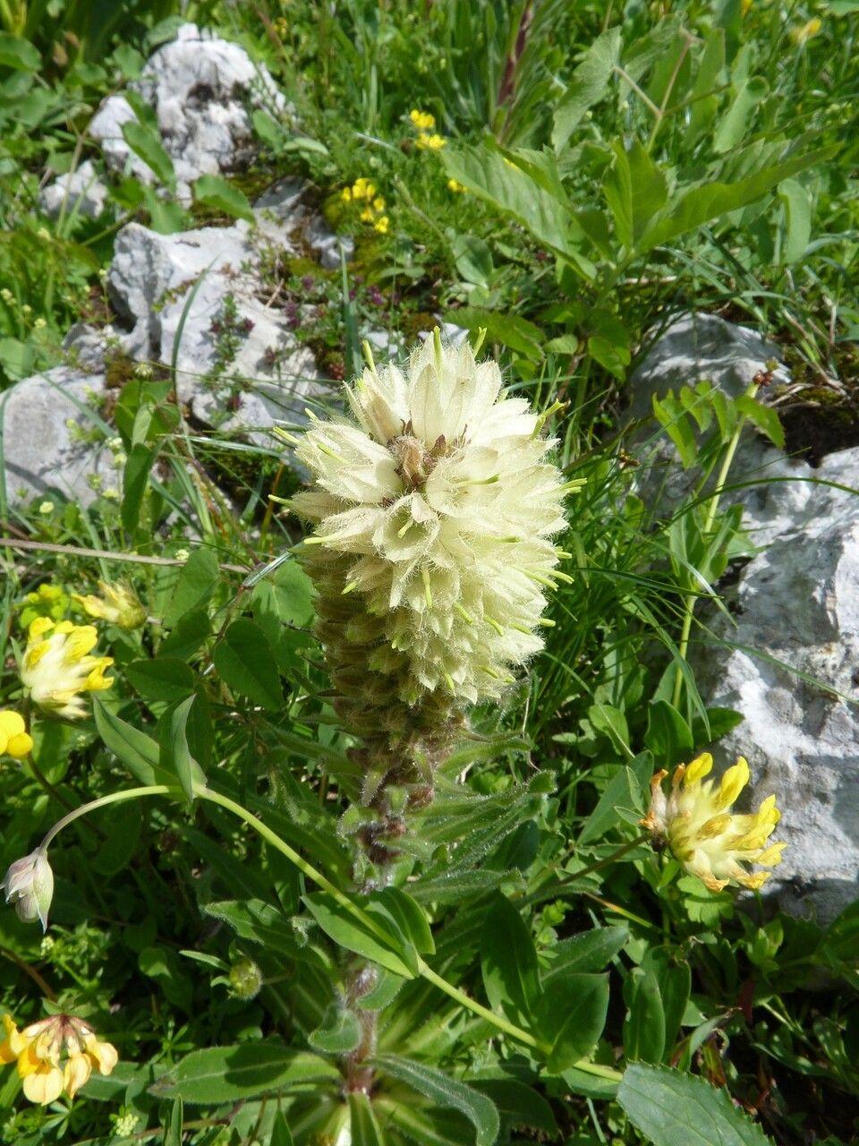 Campanula thyrsoides met gele klokjesvormige bloemen in een zonnige rotstuin