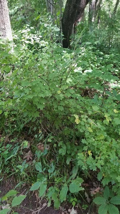 Oregon-Stachelbeere mit lila Stielen und hängenden gelblichen Blüten